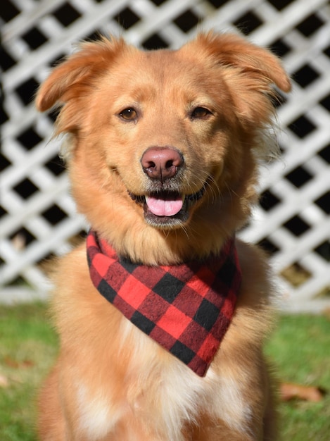 Fantastic duck tolling retriever dog with a plaid bandana.