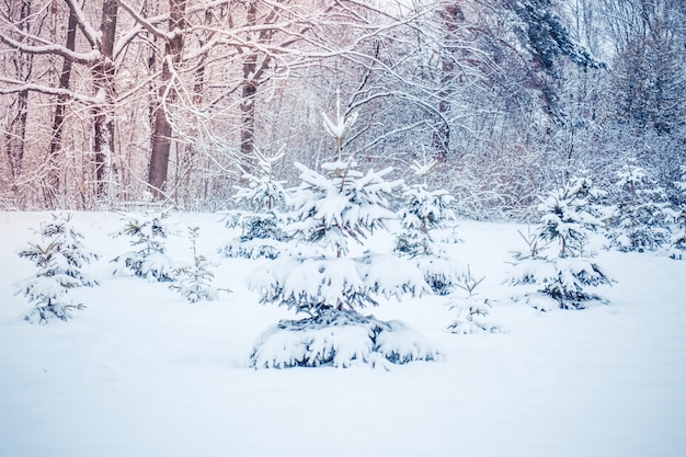 Fantastic Fairytale Magical Landscape View Christmas Tree Forest Park in Winter on a Sunny Day During a Snowfall. Concept Christmas Winter New Year Scenery background.