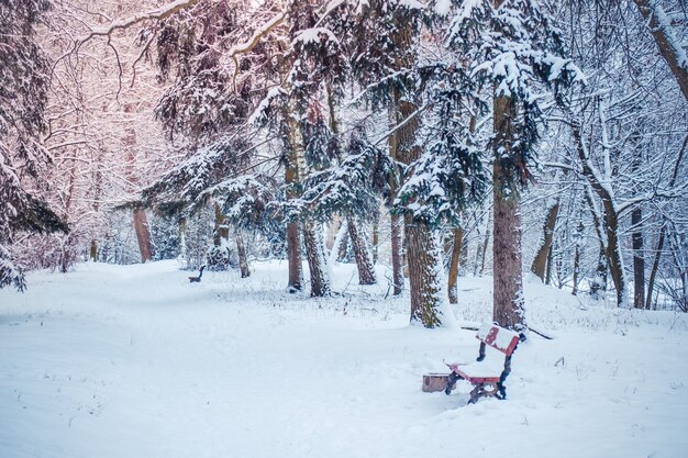 幻想的なおとぎ話の魔法の風景雪が降る晴れた日の冬のクリスマスツリーフォレストパークを表示します。コンセプトクリスマス冬新年風景の背景。