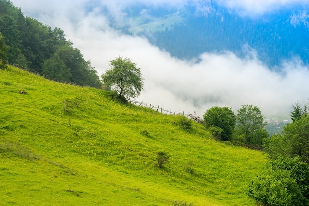 구름, 안개 또는 안개로 뒤덮인 산림의 환상적인 풍경. 기레순 고원의 - 터키