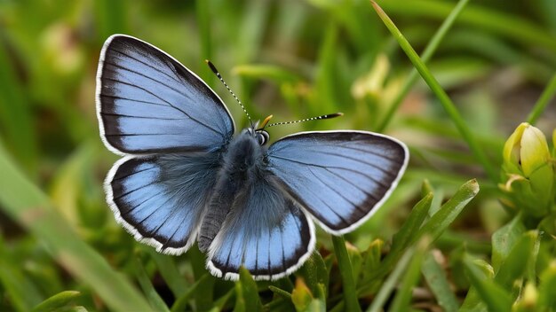 Photo fantastic macro shot of a beautiful adonis blue butterfly on grass foliage with a nature surface