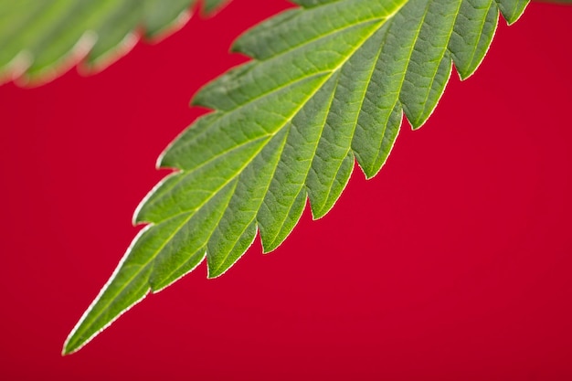 fantastic marijuana leaf with red background