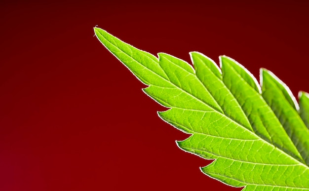 fantastic marijuana leaf with red background