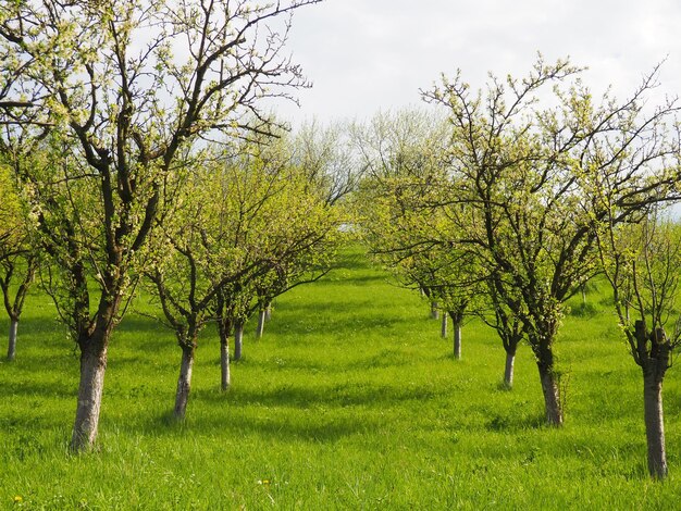목가적인 화창한 날 무성한 꽃이 만발한 나무가 있는 환상적인 장식용 정원 매력적인 정원에 있는 그림 같은 나무 이미지 봄 유럽 세르비아 원더랜드에 피는 사과 과수원