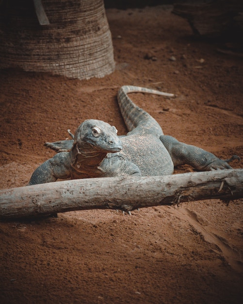 A fantastic portrait of a komodo dragon