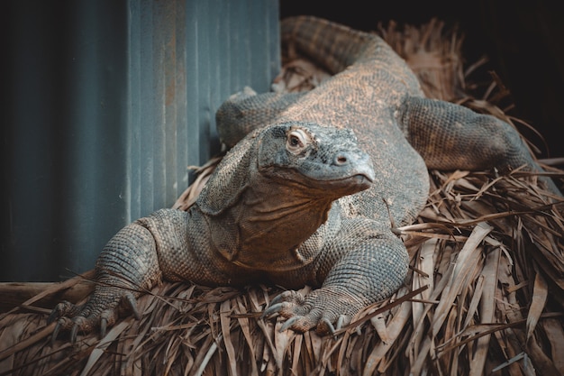 Foto un fantastico ritratto di un drago di komodo