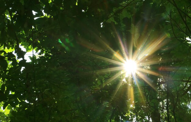 Foto fantastico raggio di sole che splende attraverso il fogliame verde