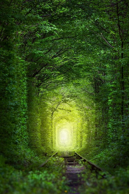 fantastic trees tunnel of love with fairy light afar magic background