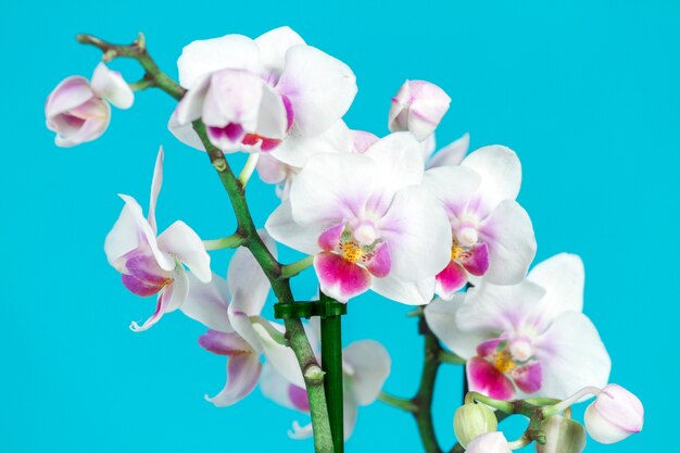 Photo fantastic white orchids with purple details