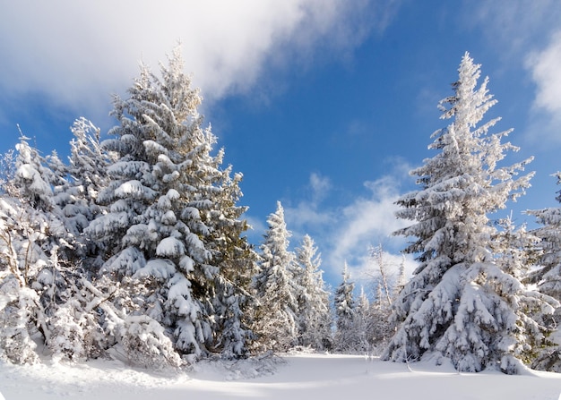 Fantastic winter landscape Blue sky Carpathian Ukraine Europe Beauty world