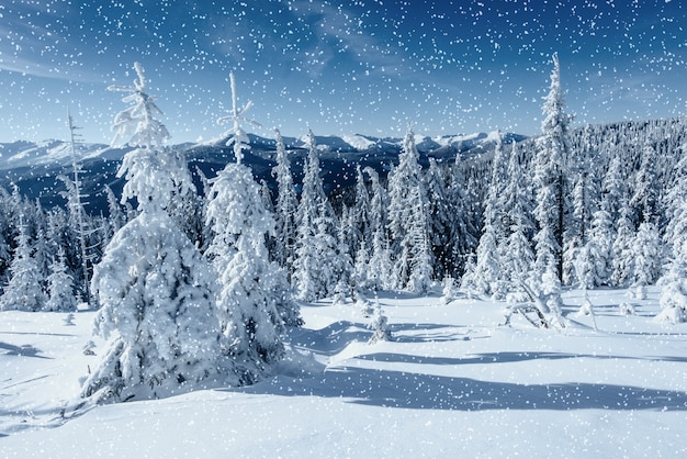 Fantastic winter landscape and tree in hoarfrost. In anticipatio