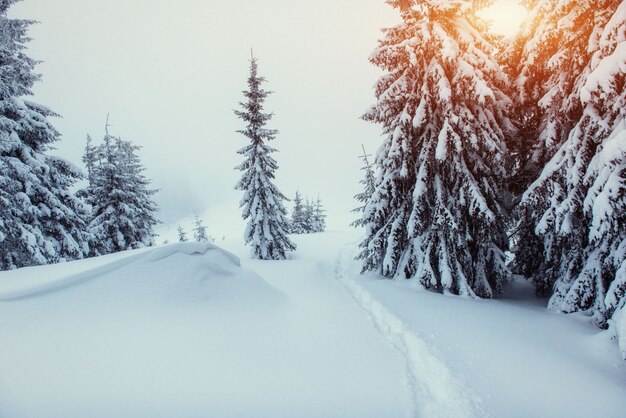 Fantastico paesaggio invernale e sentieri calpestati che conducono nel