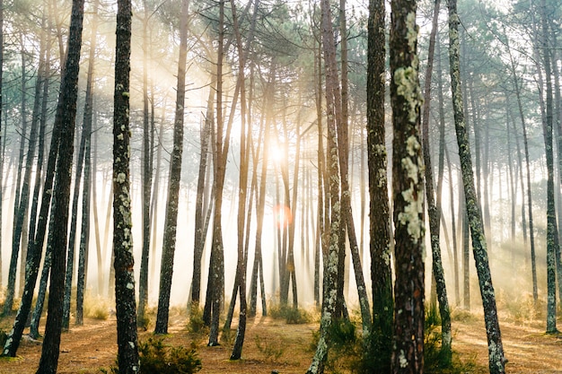 Fantastisch Europees bos. Schilderachtige zonsopgang in Portugal. Sprookje schilderachtig uitzicht. Prachtige zonnestralen in pijnbomen.