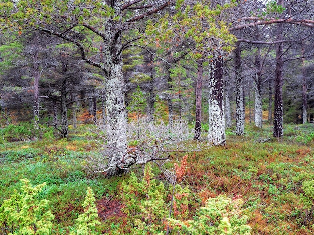 Fantastisch noordelijk bos. Bomen bedekt met mos. Natuurlijke achtergrond. Diep bos op het Kola-schiereiland. Rusland.