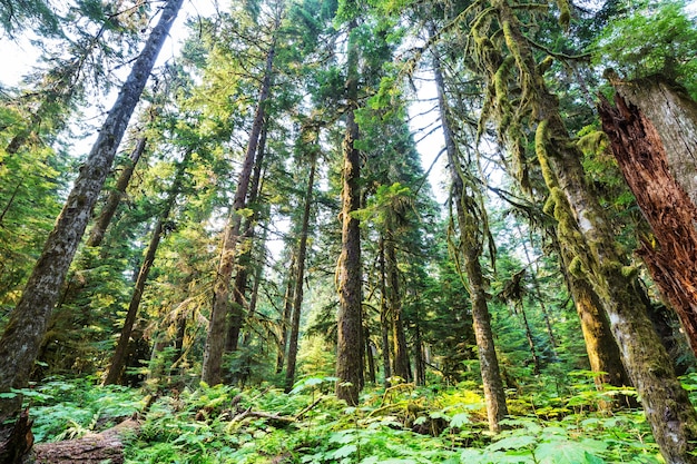 Fantastisch regenwoud in Noord-Amerika, Washington, VS. Bomen bedekt met een dikke laag mos.