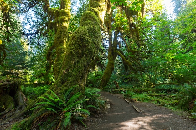 Fantastisch regenwoud in Olympic National Park, Washington, VS. Bomen bedekt met dikke laag mos.