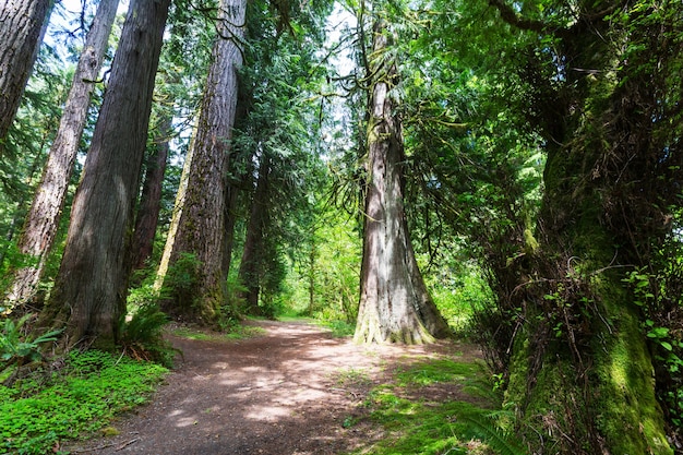 Fantastisch regenwoud in Olympic National Park, Washington, VS. Bomen bedekt met dikke laag mos.