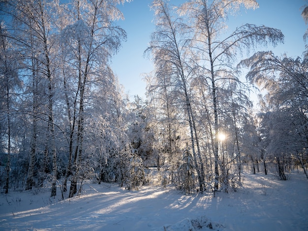 Fantastisch winterlandschap bij zonsondergangsneeuw in het bos