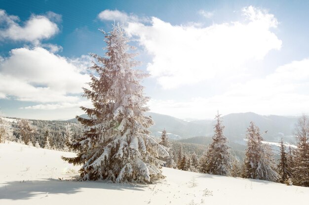 Fantastisch winterlandschap Blauwe lucht Karpaten Oekraïne Europa Schoonheidswereld