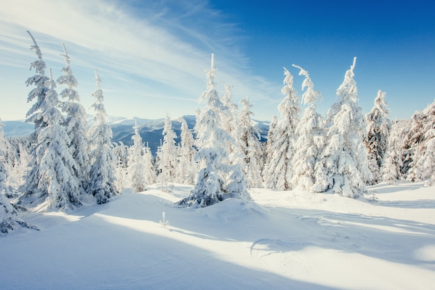 Fantastisch winterlandschap in de bergen van oekraïne