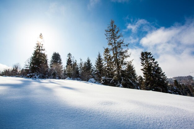 Fantastisch winterlandschap in zonnige dag, sparren in de bergen en besneeuwde heuvels