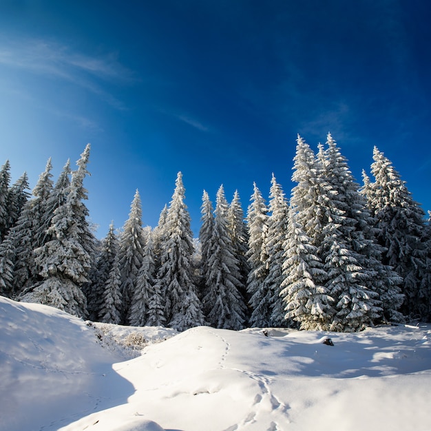 Fantastisch winterlandschap