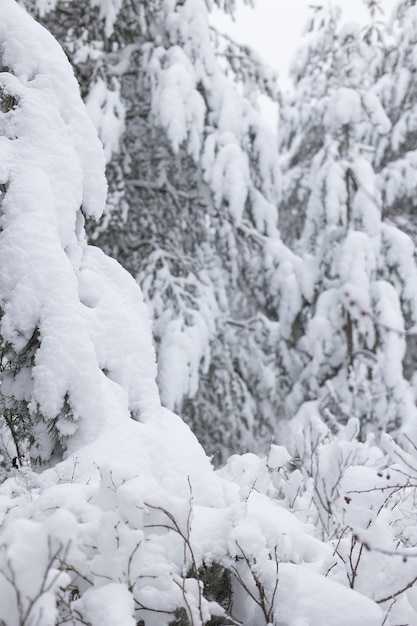 Fantastische dennenbomen in de sneeuw en diepe sneeuwbanken op een bewolkte dag Selectieve focus