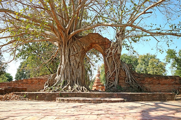 Fantastische 'GATE OF TIME', de ingang van de tempelruïnes van Wat Phra Ngam in Ayutthaya, Thailand