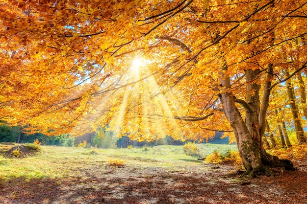 Fantastische herfstlandschap grote gouden bosboom met zonlicht op zonnige weide