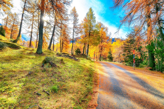 Fantastische herfstscène in de Zwitserse Alpen in de buurt van het dorp Maloja