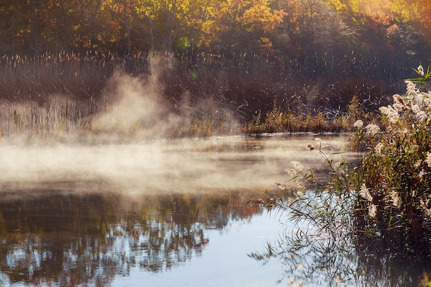 Fantastische mistige rivier met vers groen gras in het zonlicht Zonnestralen door de boom Dramatisch kleurrijk landschap Seret rivier Oekraïne Europa Schoonheidswereld