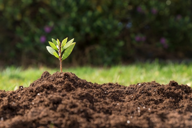 Foto fantastische scène met mooie plant