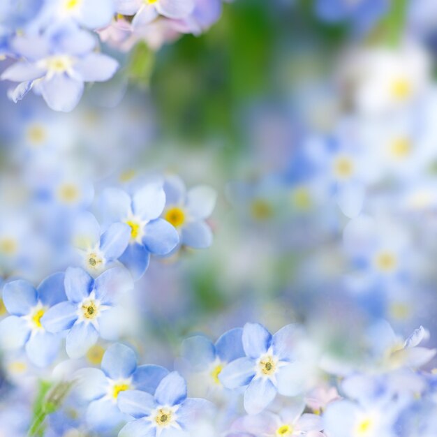 Fantasy Gentle Spring Background Blue Flowers Defocused