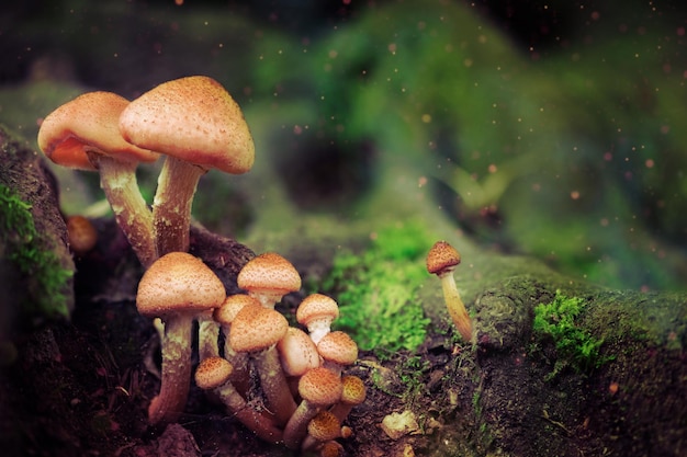 Fantasy mushrooms in mystery woodland Glowing mushrooms in the night forest