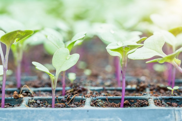 Farm agriculture industry technology organic young green vegetable in tray seedlings plant