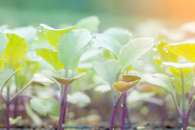 Farm agriculture industry technology organic young green vegetable in tray seedlings plant