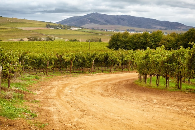 Farm agriculture and sustainability with a dirt road through crops in nature for growing wine making grapes Landscape spring and growth in the countryside for the production of alcohol with a view