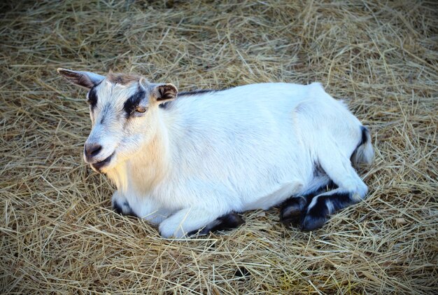 Farm animal goat barn straw farming livestock agriculture