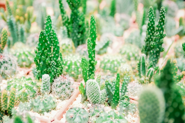 Farm cactus to plant variety of species