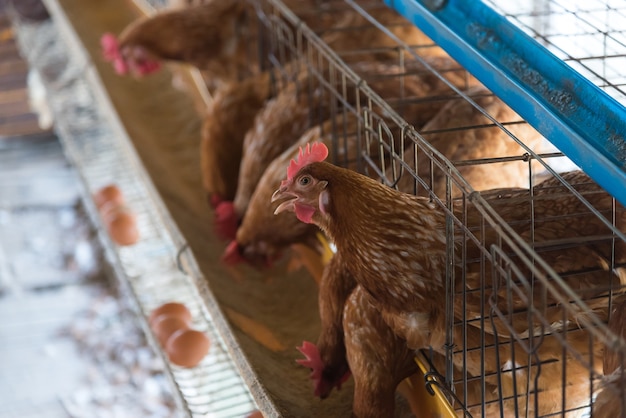 Pollo dell'azienda agricola in un granaio, galline nell'azienda agricola industriale delle gabbie