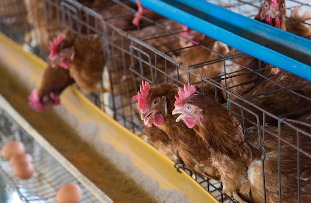 Farm chicken in a barn