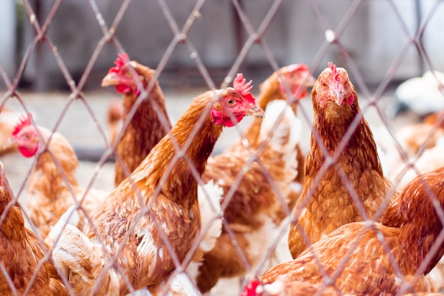 Farm chicken. Living in confined spaces at an industrial facility, locked behind a fence.