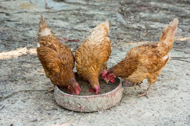 Farm chickens eating paddy and bran for food tray