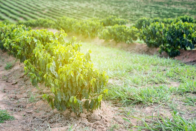 Foto piantagione di caffè dell'azienda agricola in brasile