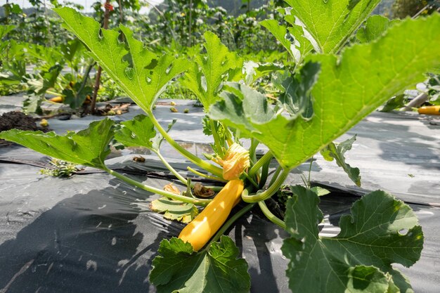 Farm of colorful zucchini