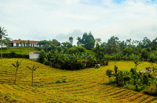 A farm in the countryside of sri lanka