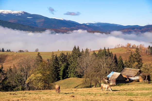 Farm cow grazing on alpine pasture meadow in summer mountains