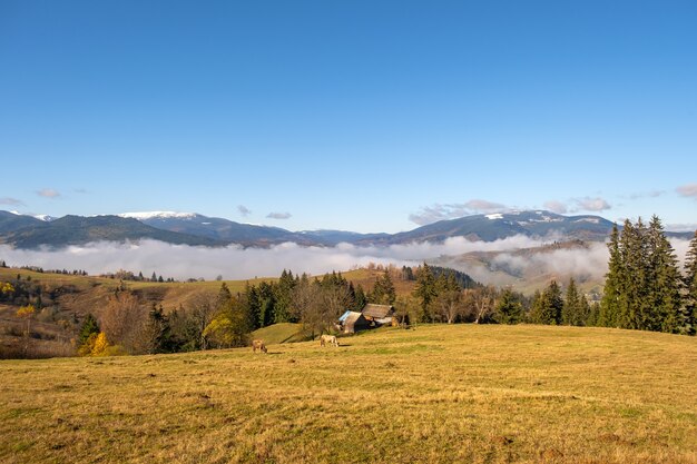 Farm cow grazing on alpine pasture meadow in summer mountains.