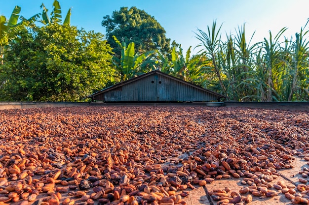 farm drying cocoa in the sun