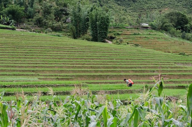 Farm ecology vietnam rice